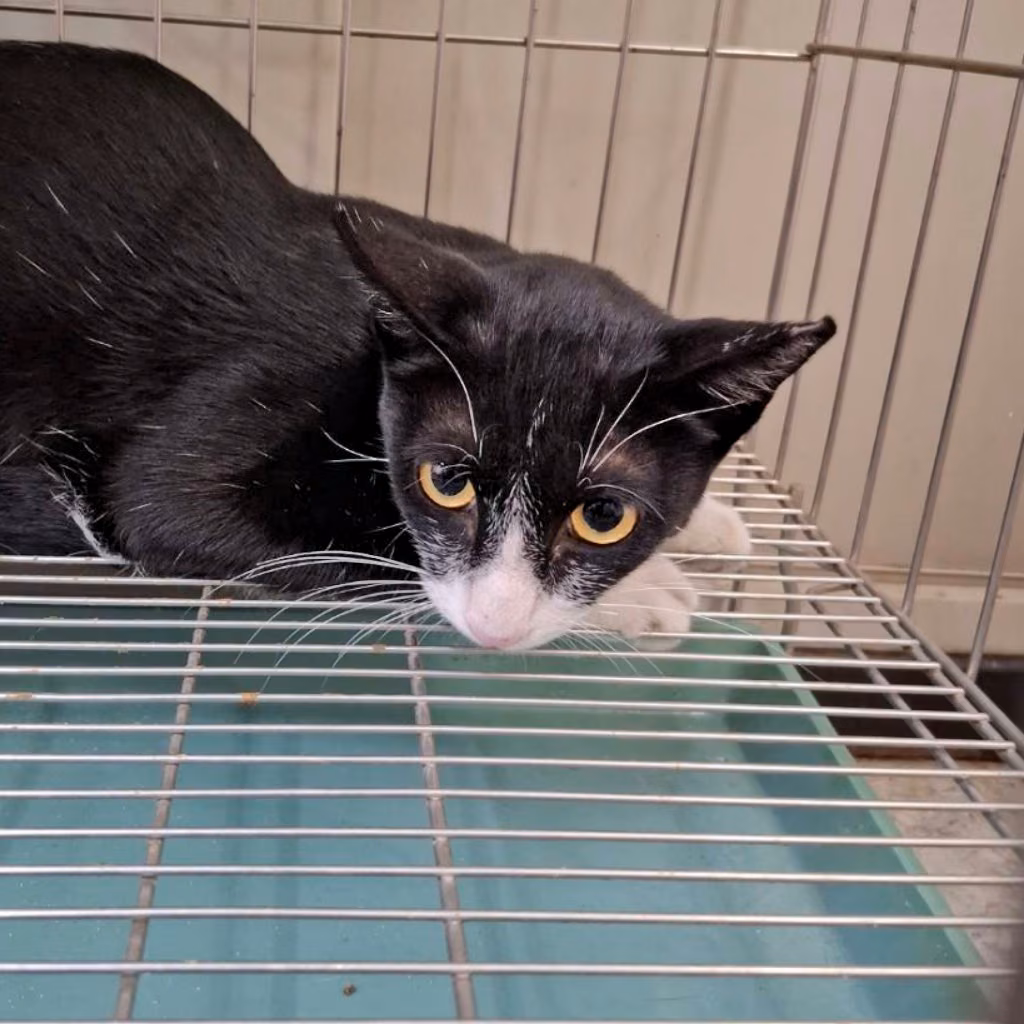 Young female mixed-breed cat, Small, shelter no. …5-01