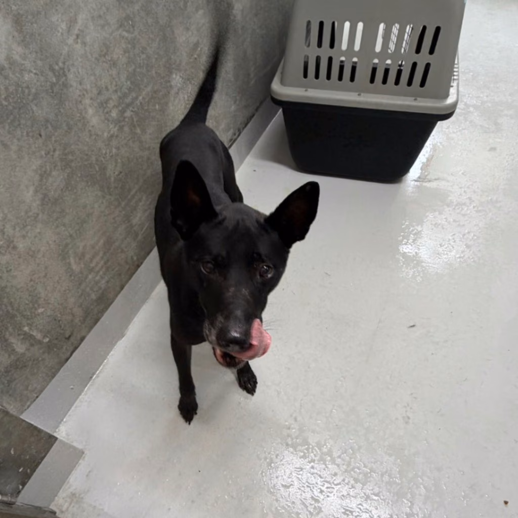 Black adult male mixed-breed dog, Large, shelter no. …3001