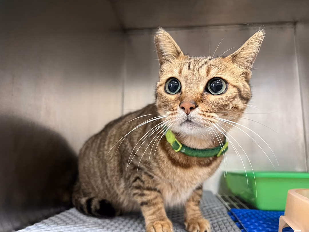 Black tabby adult female mixed-breed cat, Medium, shelter no. …6002