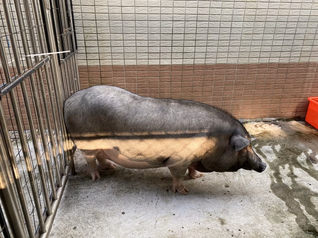 Black adult female 豬, Large, shelter no. …6-01