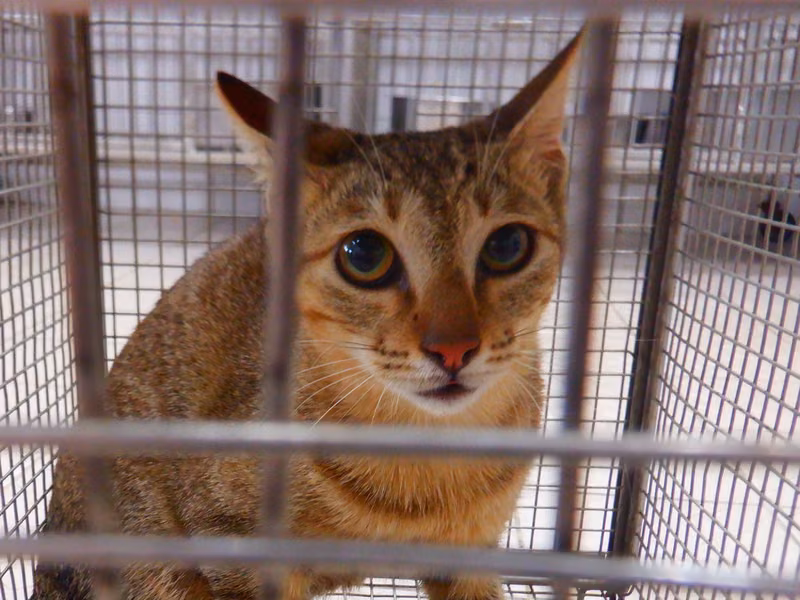 Tabby adult female mixed-breed cat, Small, shelter no. …16C1