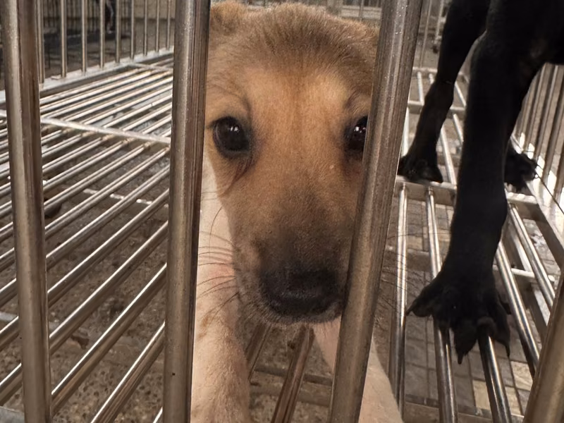 Patched young female mixed-breed dog, Small, shelter no. …7-07