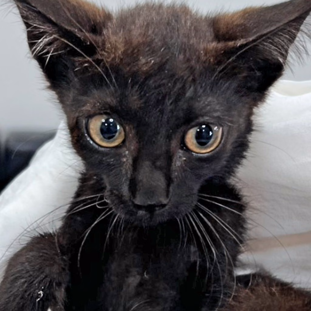 Black young male mixed-breed cat, Small, shelter no. …8C33