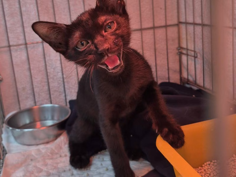 Black young male mixed-breed cat, Small, shelter no. …2006
