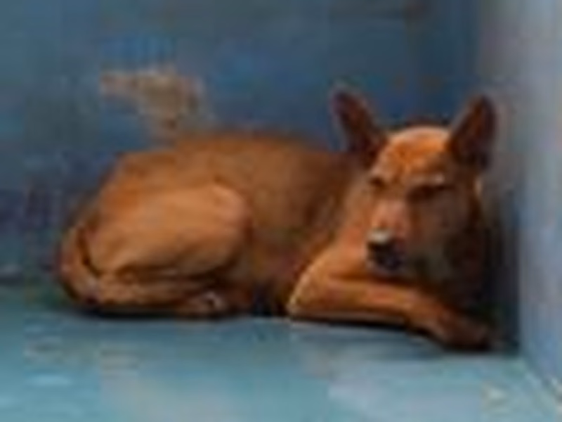 Black-and-tan adult male mixed-breed dog, Medium, shelter no. …9001