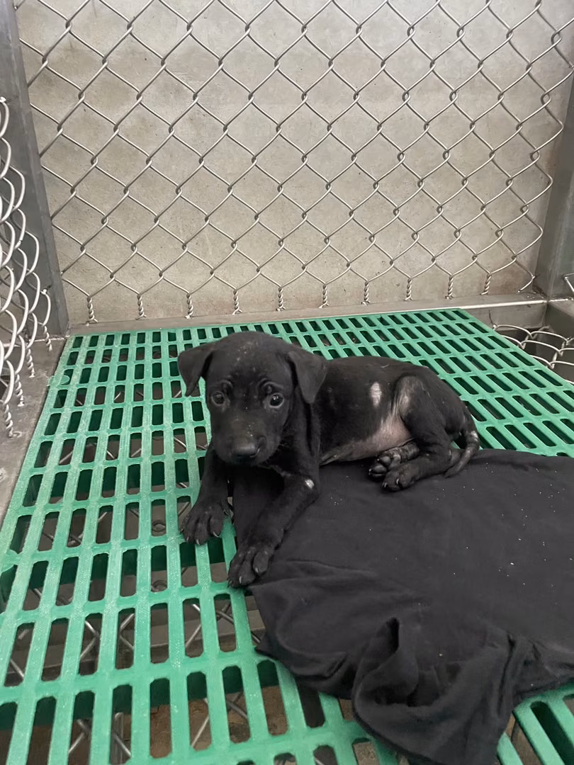 Black young female mixed-breed dog, Small, shelter no. …9016