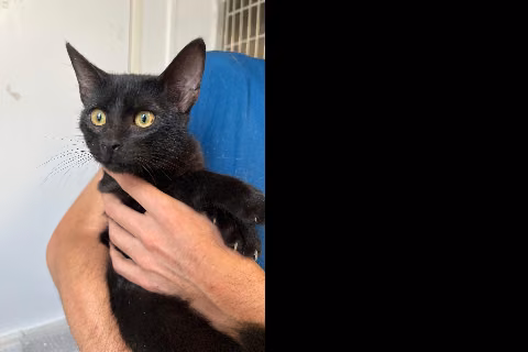 Julio, Young · Male · European Shorthair