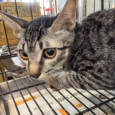 Tabby young female mixed-breed cat, Medium, shelter no. …3003