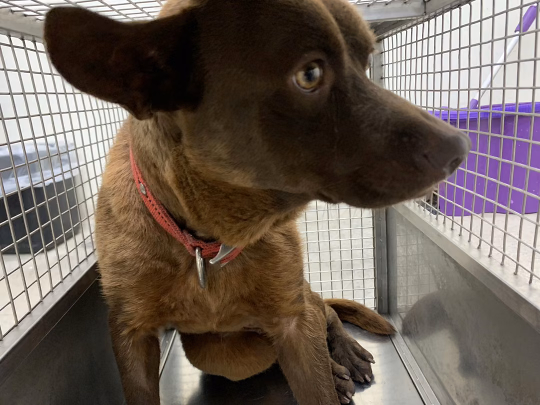 Brown adult female mixed-breed dog, Medium, shelter no. …2101