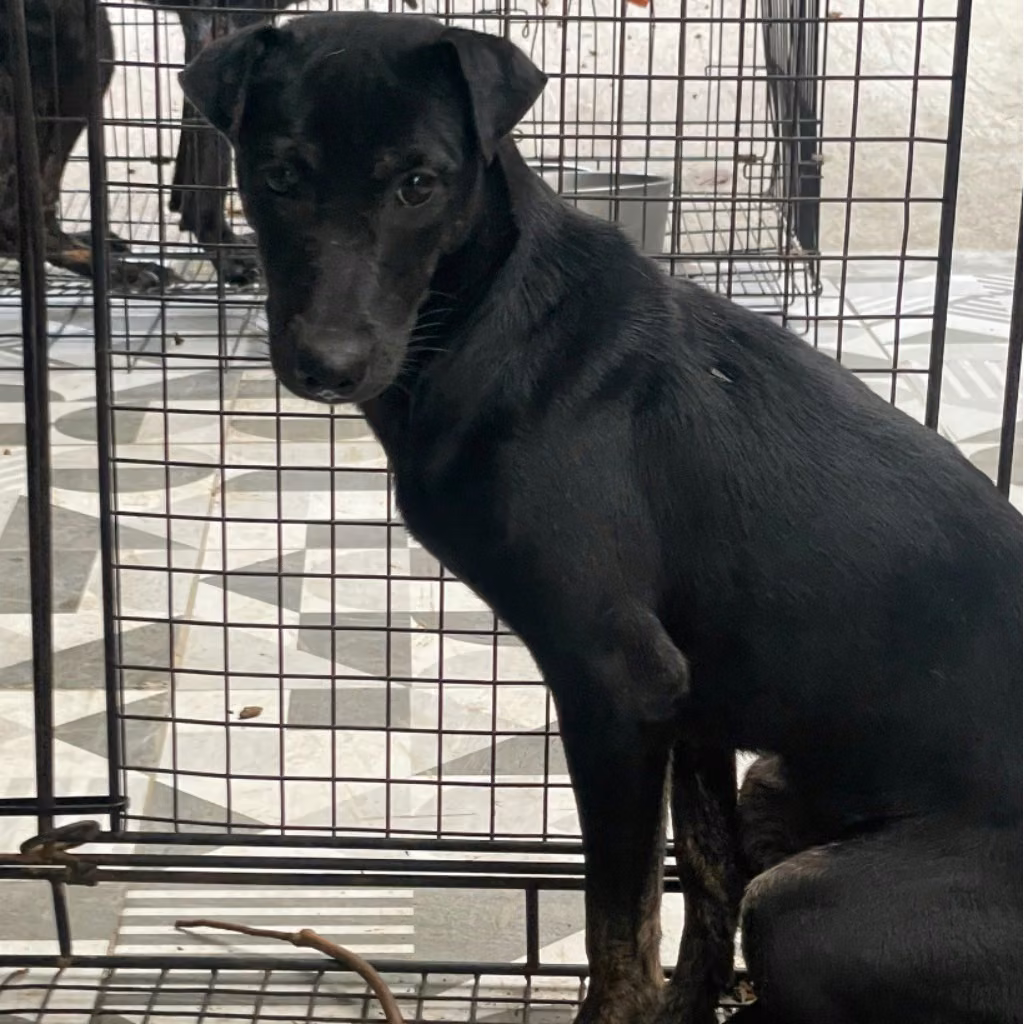 Black adult female mixed-breed dog, Medium, shelter no. …9012