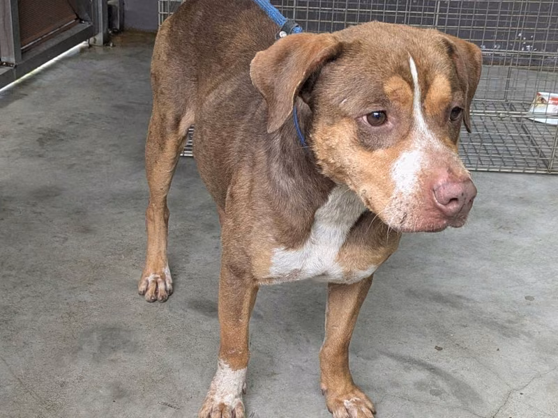 pitbull (Lalaki, Matanda na, dilaw at puti), Katamtaman, blg. ng shelter …9001