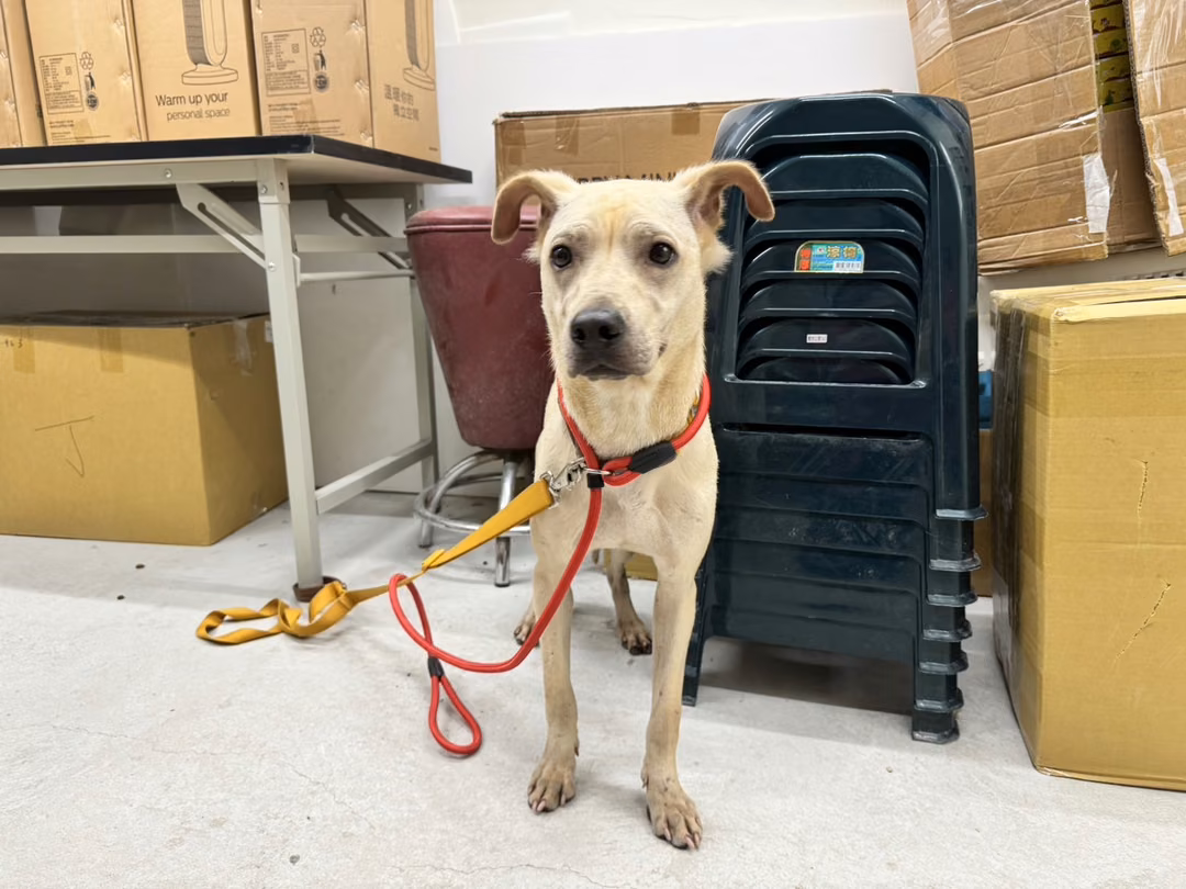 Tan adult female mixed-breed dog, Medium, shelter no. …2404