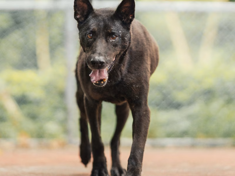 Black adult male mixed-breed dog, Medium, shelter no. …3005
