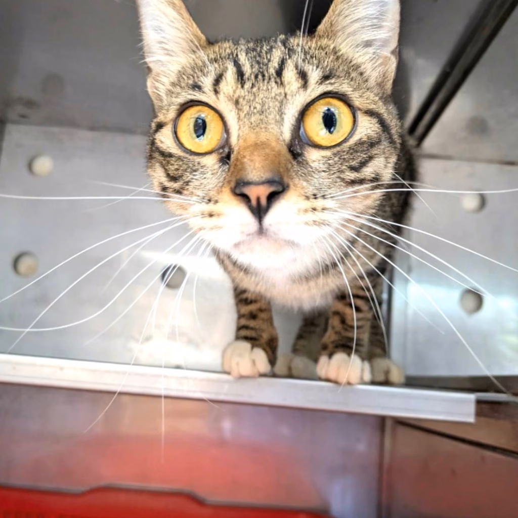 Tabby-and-white adult female mixed-breed cat, Medium, shelter no. …2003