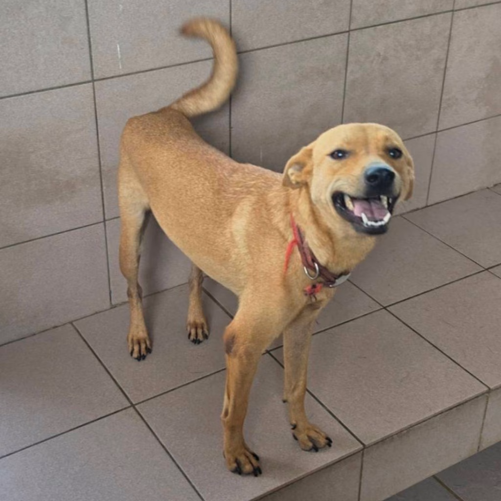 Tan adult female mixed-breed dog, Medium, shelter no. …8-08