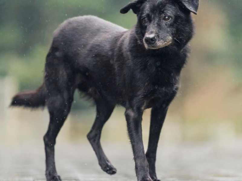 Black adult male mixed-breed dog, Medium, shelter no. …3002