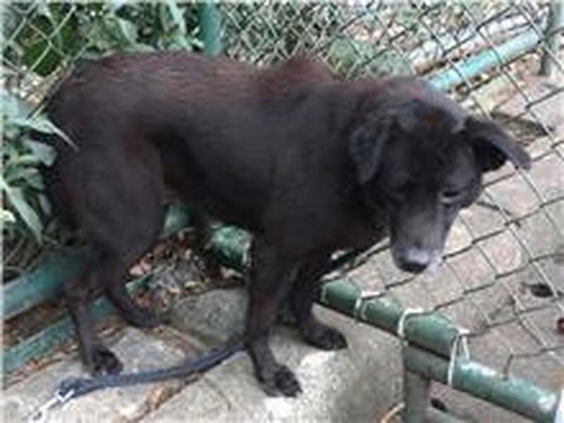 Black adult male mixed-breed dog, Medium, shelter no. …2311