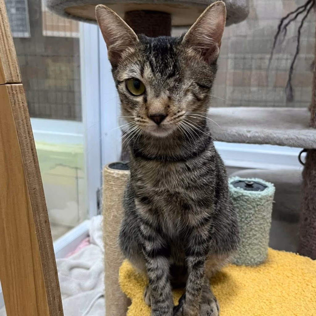 Tabby young male mixed-breed cat, Medium, shelter no. …5-01