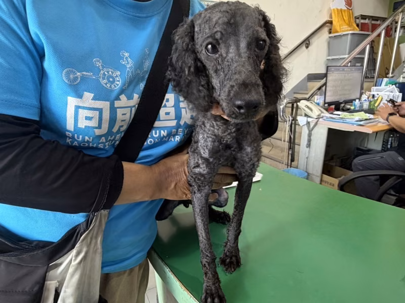 poodle (Lalaki, Matanda na, itim), Maliit, blg. ng shelter …26W2