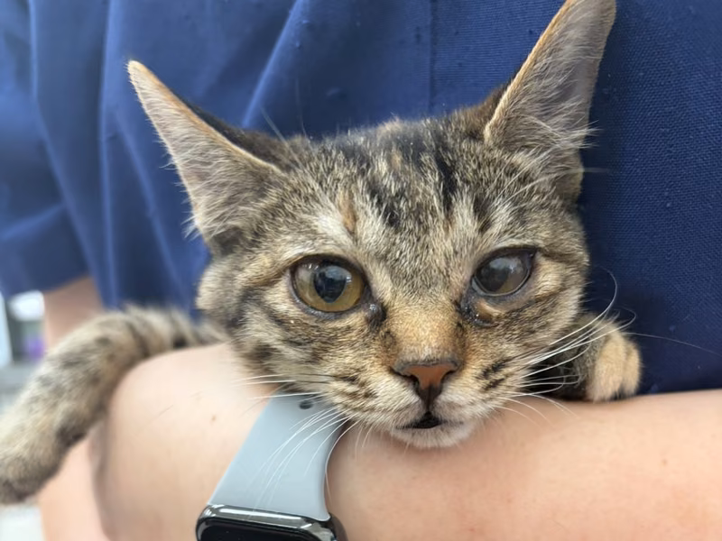 Young female mixed-breed cat, Small, shelter no. …3C06