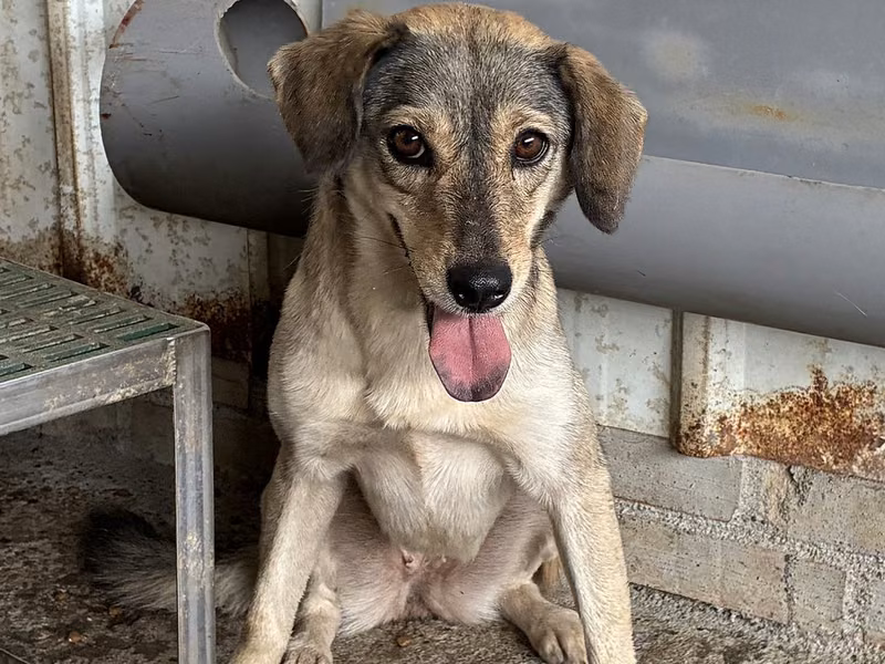 Brown-and-white adult female mixed-breed dog, Medium, shelter no. …8007