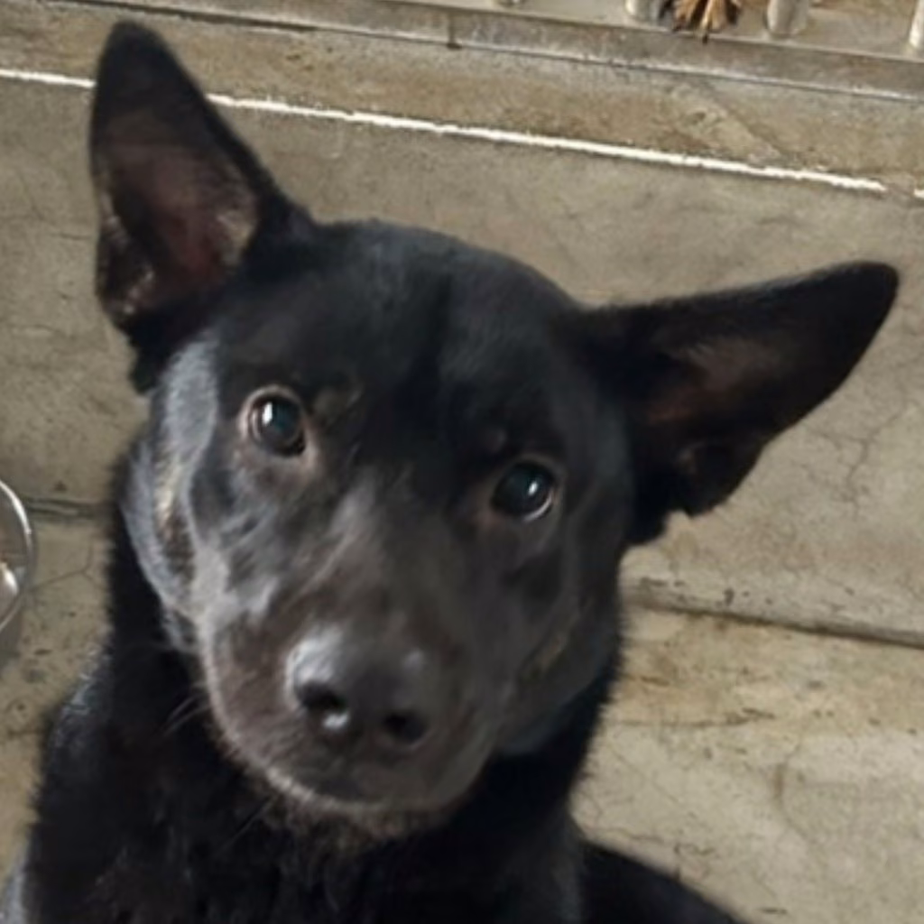Black adult female mixed-breed dog, Large, shelter no. …4022