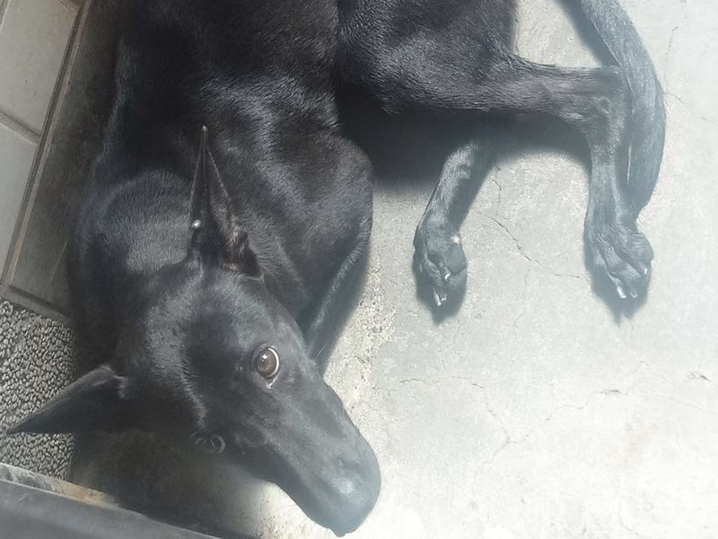 Black adult female mixed-breed dog, Large, shelter no. …1277