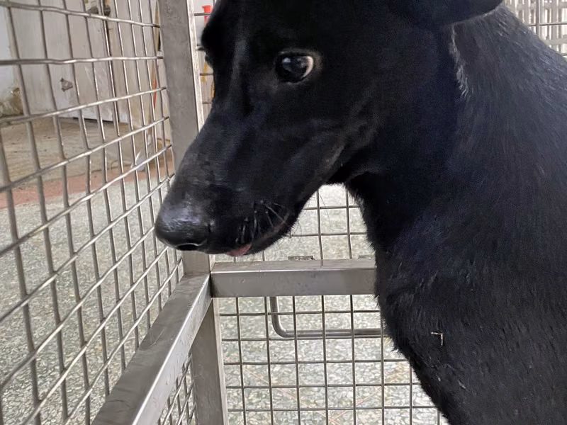 Black adult male mixed-breed dog, Medium, shelter no. …0-03