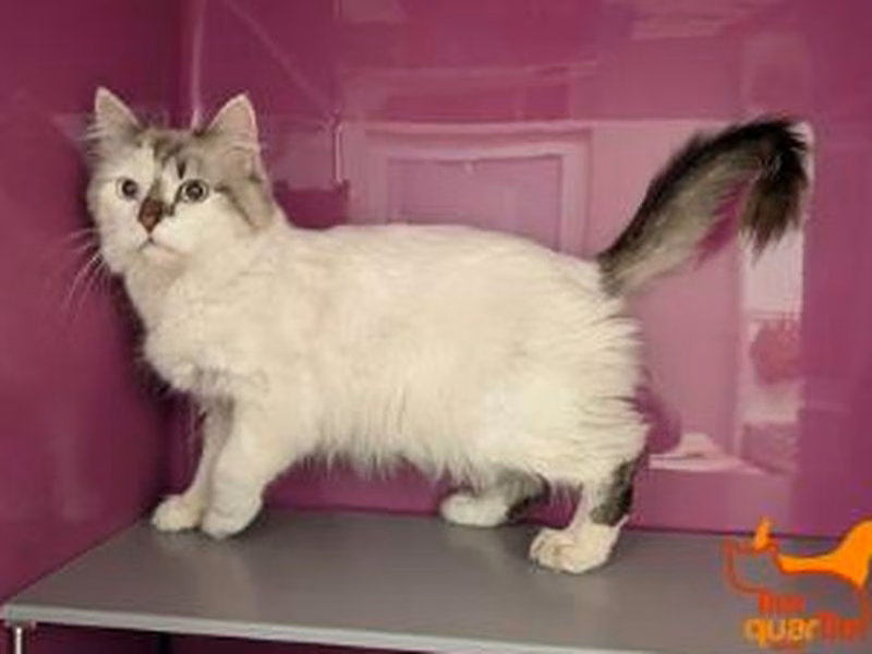 White-and-gray adult female domestic long-haired cat, shelter no. …4272