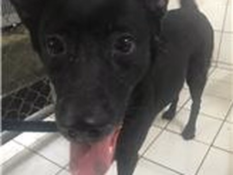 Black adult female mixed-breed dog, Small, shelter no. …0303