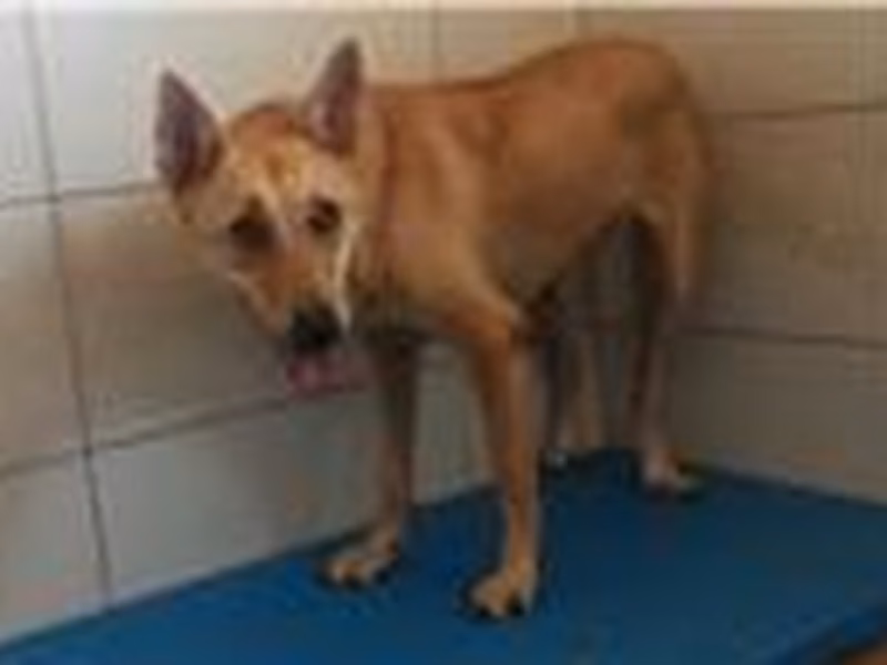 Tan adult female mixed-breed dog, Medium, shelter no. …1D01