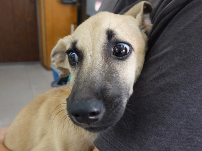 Young female mixed-breed dog, Small, shelter no. …8-02
