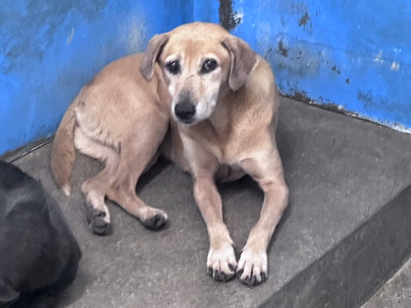 Tan adult female mixed-breed dog, Large, shelter no. …7003