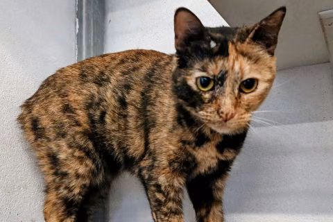 Yuki, Adult · Female · Small · European Shorthair
