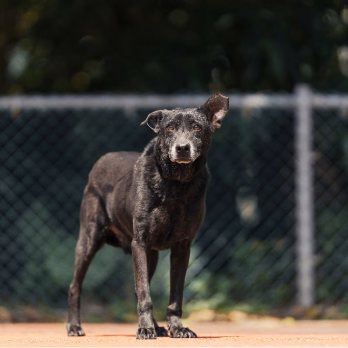 Black adult male mixed-breed dog, Medium, shelter no. …0508