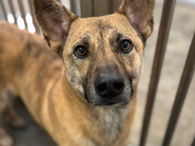 Tabby adult male mixed-breed dog, Large, shelter no. …4017