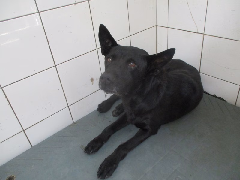 Black adult male mixed-breed dog, Large, shelter no. …5A24