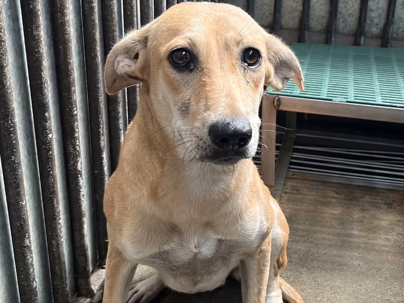 Tan adult female mixed-breed dog, Medium, shelter no. …6001