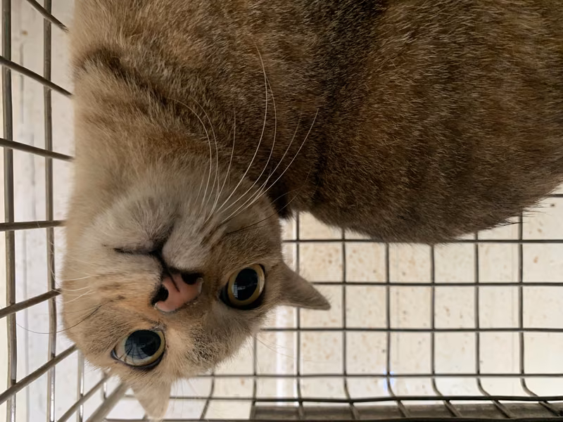 Tabby adult female mixed-breed cat, Small, shelter no. …1806