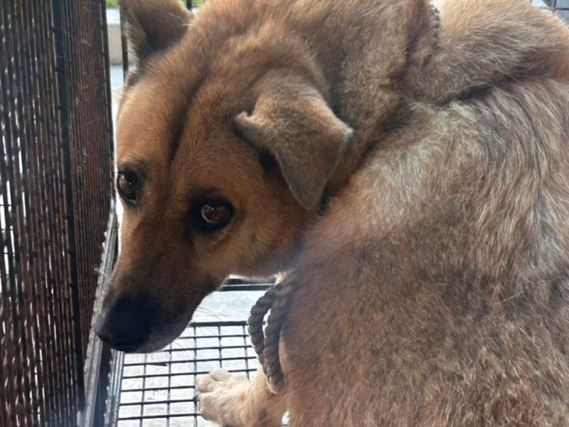 Tan adult female mixed-breed dog, Large, shelter no. …2004