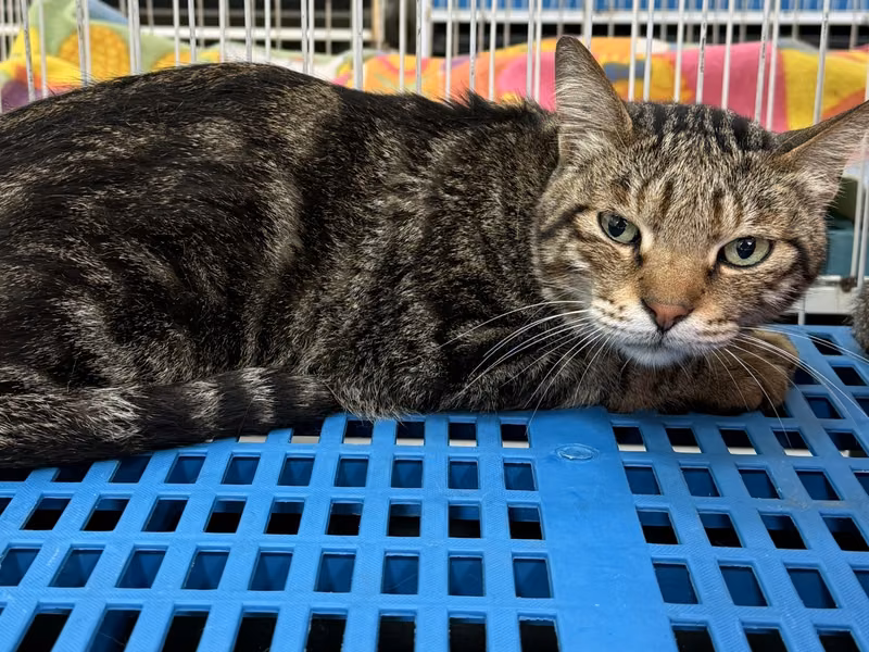 Tabby adult female mixed-breed cat, Large, shelter no. …2004
