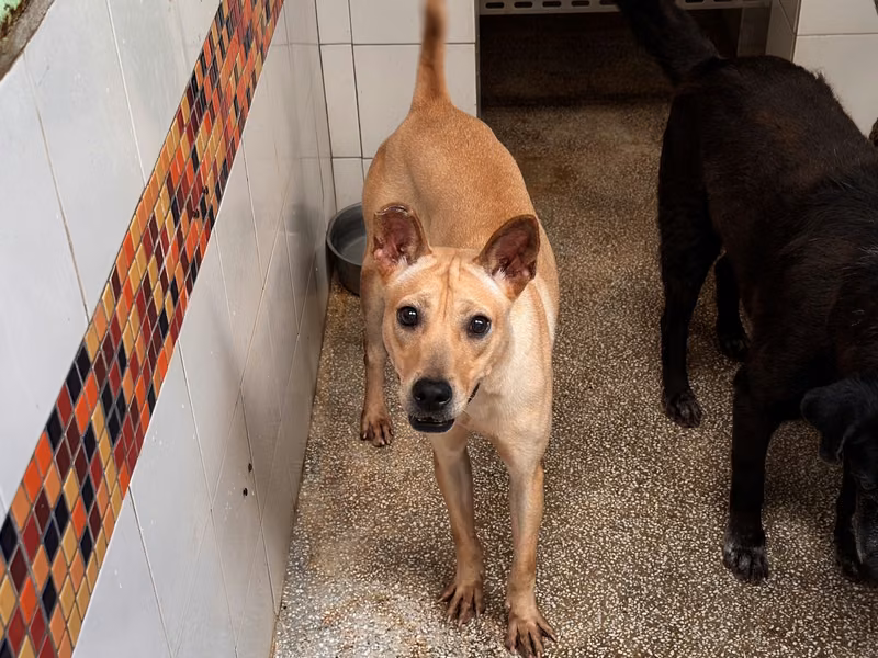 Tan adult female mixed-breed dog, Medium, shelter no. …24B1