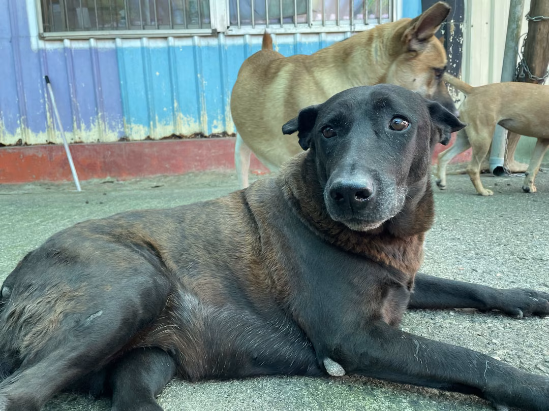Black adult female mixed-breed dog, Medium, shelter no. …3004