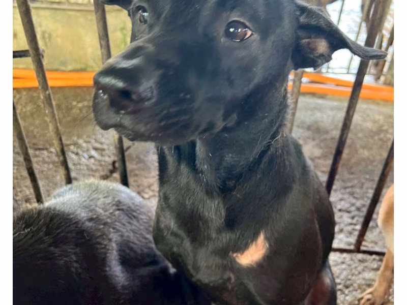 Black adult male mixed-breed dog, Large, shelter no. …012D