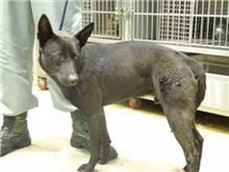 Black adult male mixed-breed dog, Medium, shelter no. …2503