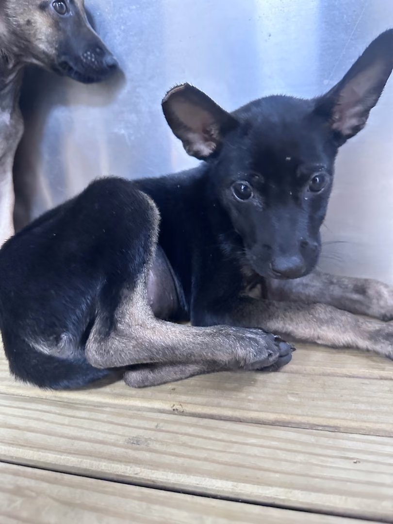 Black-and-tan young female mixed-breed dog, Small, shelter no. …2003
