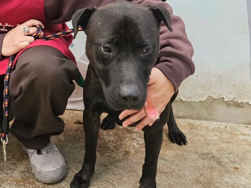 Black adult male mixed-breed dog, Medium, shelter no. …8001