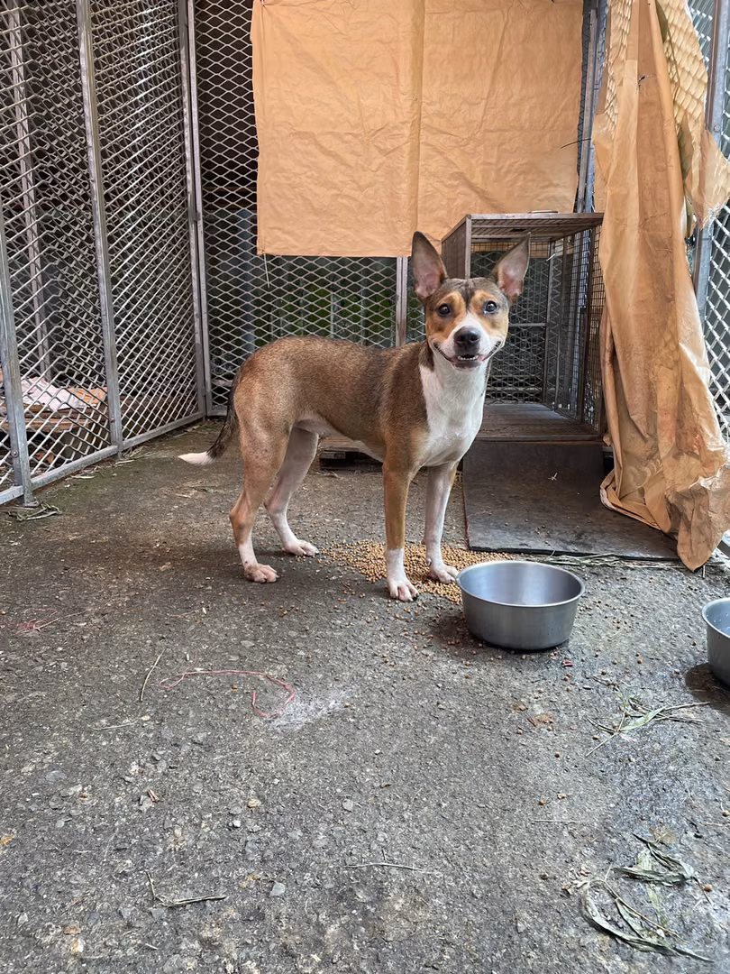 Patched adult female mixed-breed dog, Medium, shelter no. …7002