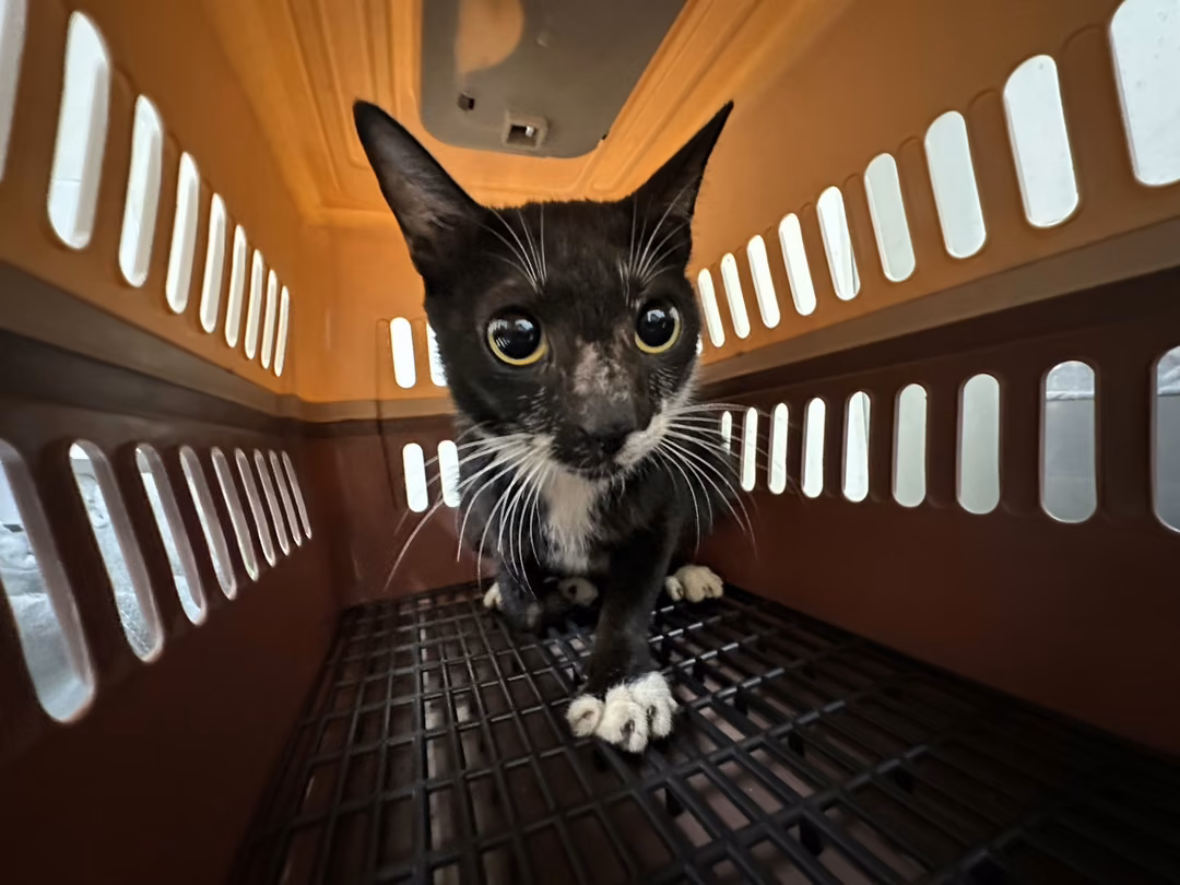 Black-and-white adult female mixed-breed cat, Medium, shelter no. …2102