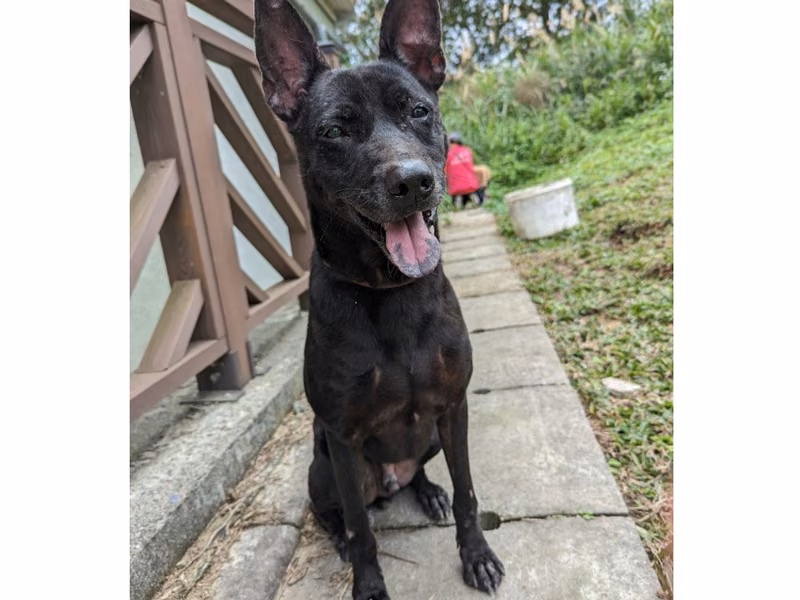 Black adult male mixed-breed dog, Large, shelter no. …8001